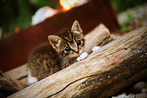 外援政策频繁调整引发不确定性,外援规划政策