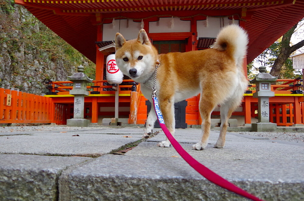 青少年足球参与度为何长期低迷,青少年足球现状